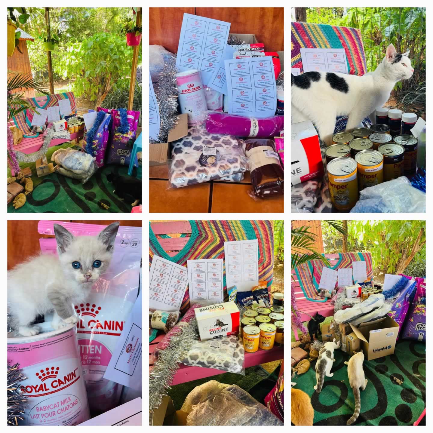 Little Whiskers Rescue & Adoption 
